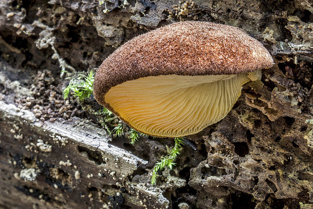 pahliva šafranová Crepidotus crocophyllus (Berk.) Sacc.