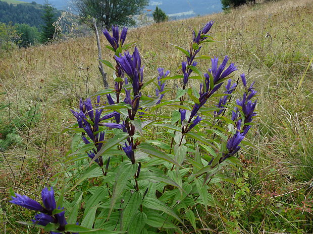 horec luskáčovitý Gentiana asclepiadea L.