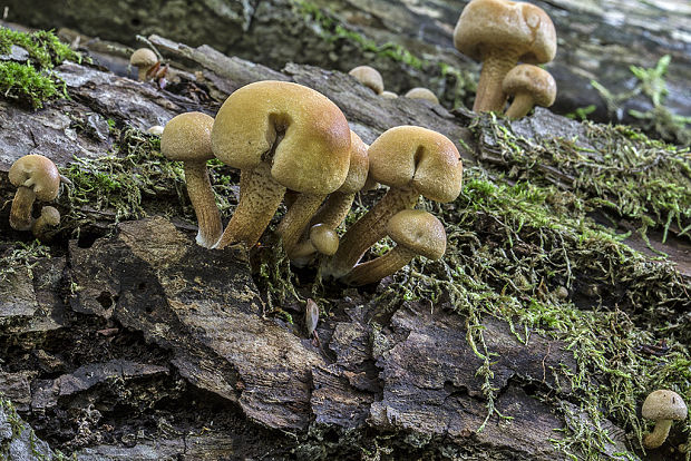 šupinačka menlivá Kuehneromyces mutabilis (Schaeff.) Singer & A.H. Sm.