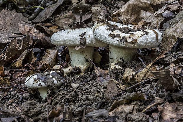 rýdzik Lactarius sp.