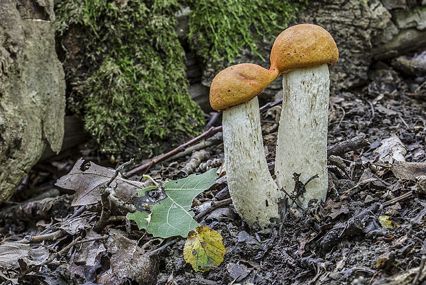 kozák osikový Leccinum albostipitatum den Bakker & Noordel.