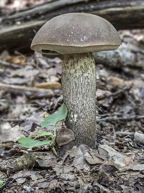 kozák topoľový Leccinum duriusculum (Schulzer ex Kalchbr.) Singer