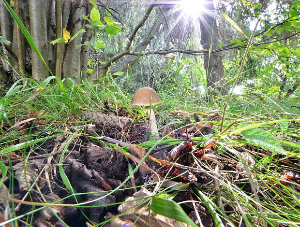 kozák hrabový Leccinum pseudoscabrum (Kallenb.) Šutara