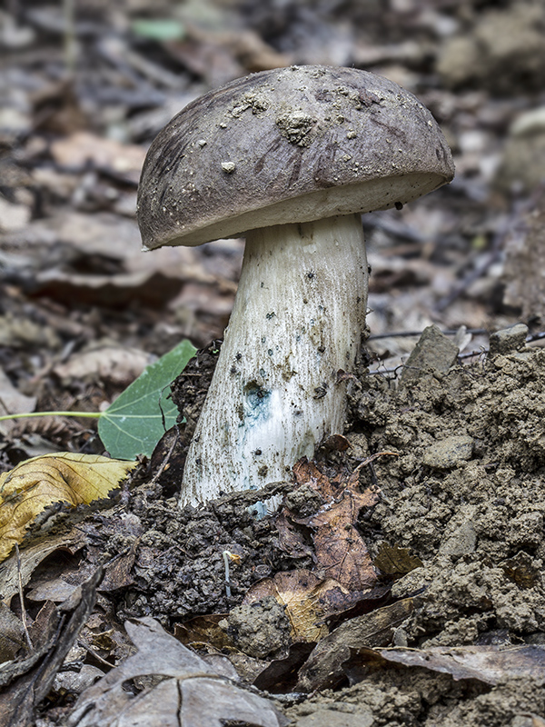 kozák Leccinum sp.