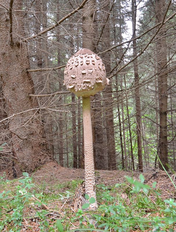 bedľa vysoká Macrolepiota procera (Scop.) Singer