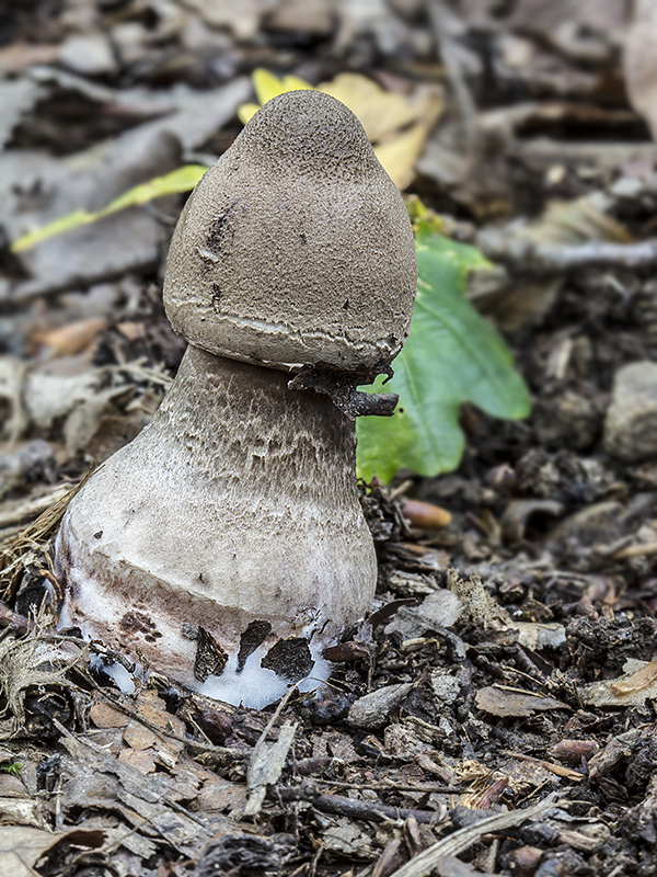 bedľa vysoká Macrolepiota procera (Scop.) Singer