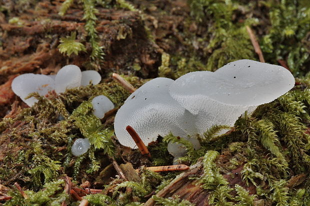 pajelenka želatínová Pseudohydnum gelatinosum (Scop.) P. Karst.