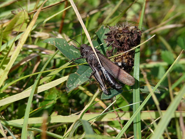 koník červenokrídly Psophus stridulus