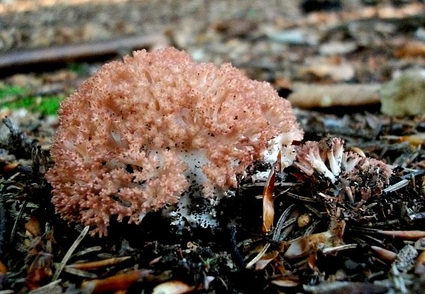 strapačka koralovitá Ramaria botrytis (Pers.) Ricken