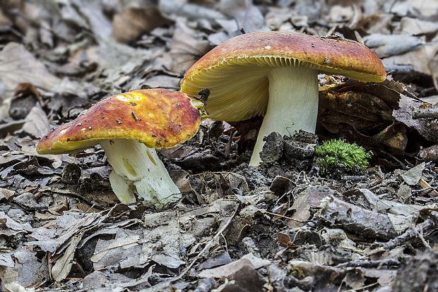 plávka zlatožltá Russula aurea Pers.