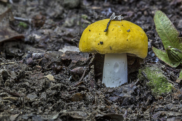 plávka chrómovožltá Russula claroflava Grove