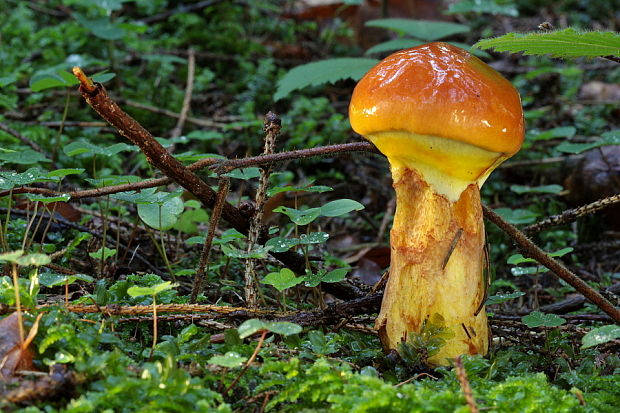 masliak smrekovcový Suillus grevillei (Klotzsch) Singer