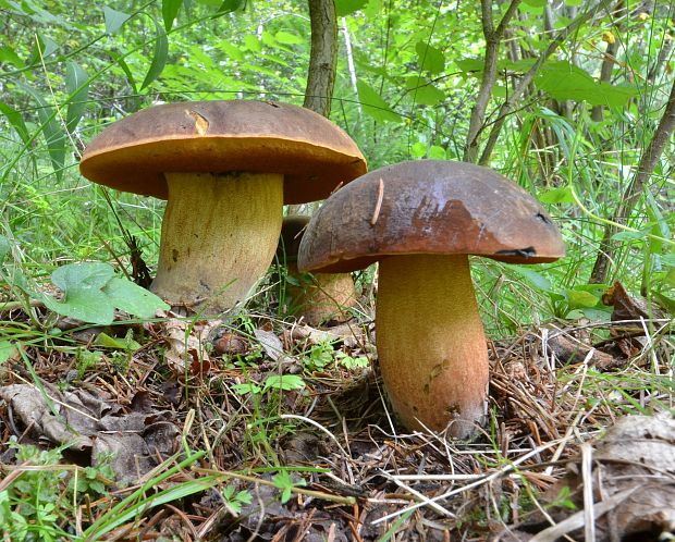 hríb zrnitohlúbikový Sutorius luridiformis (Rostk.) G. Wu & Zhu L. Yang