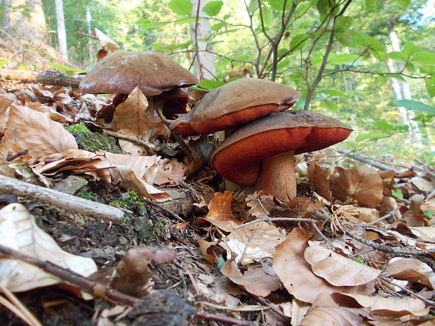 hríb zrnitohlúbikový Sutorius luridiformis (Rostk.) G. Wu & Zhu L. Yang