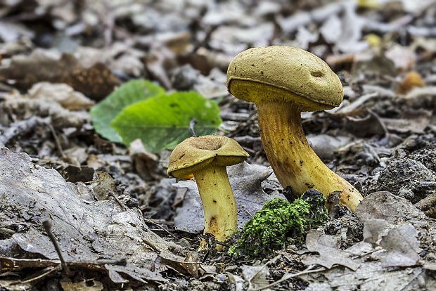 suchohríb Xerocomus sp.