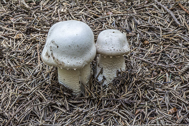 pečiarka Agaricus sp.