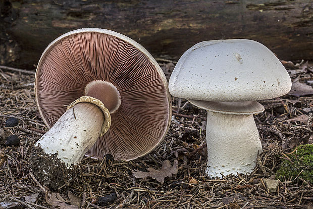 pečiarka Agaricus sp.