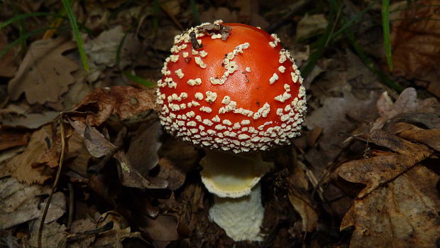 muchotrávka červená Amanita muscaria (L.) Lam