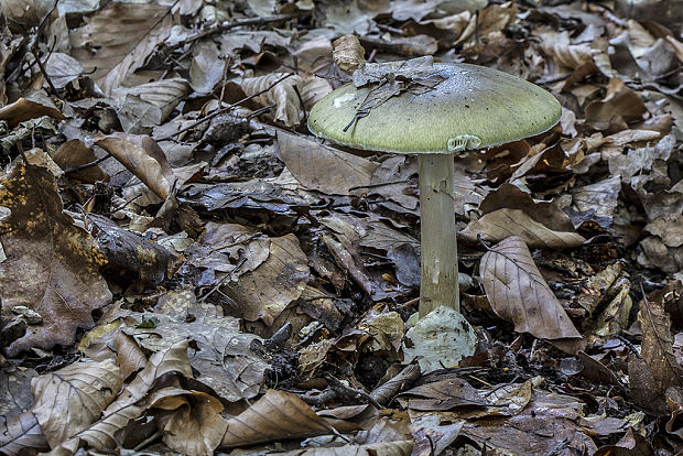 muchotrávka zelená Amanita phalloides (Vaill. ex Fr.) Link