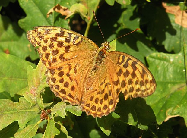 perlovec striebristopásavý Argynnis paphia  Linaeus,1758