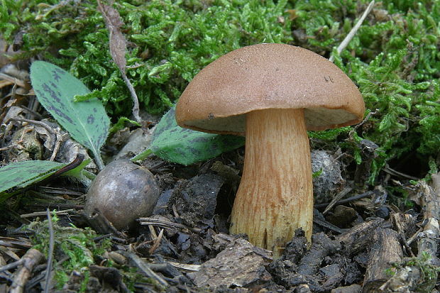 suchohríb moravský Aureoboletus moravicus (Vaček) Klofac