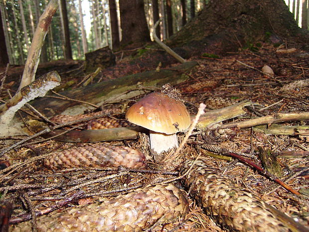 hríb smrekový Boletus edulis Bull.