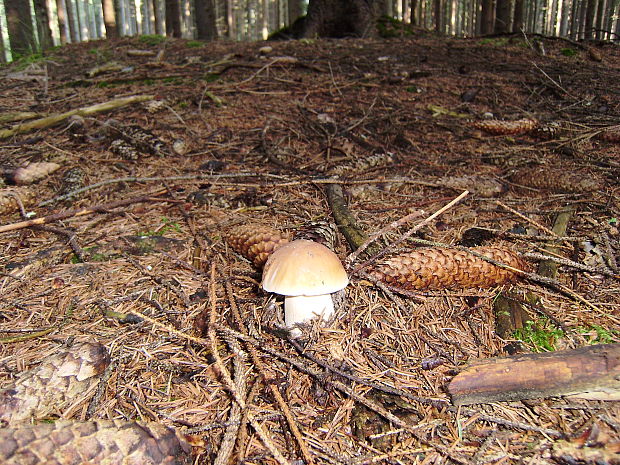 hríb smrekový Boletus edulis Bull.