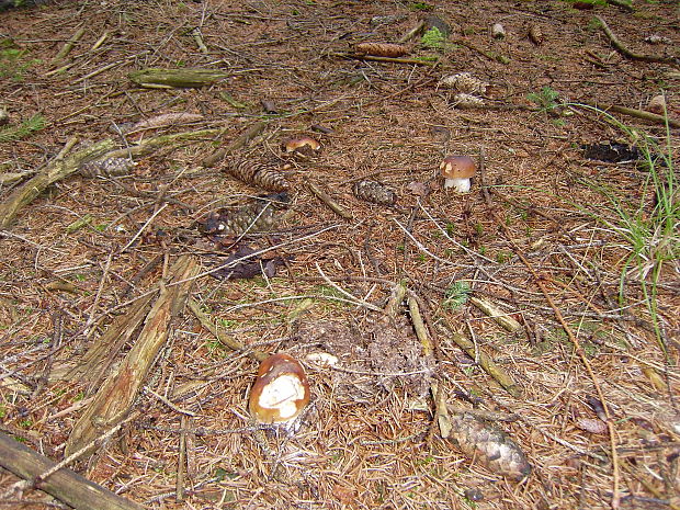 hríb smrekový Boletus edulis Bull.