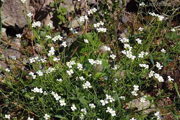 žerušničník piesočný Cardaminopsis arenosa (L.) Hayek