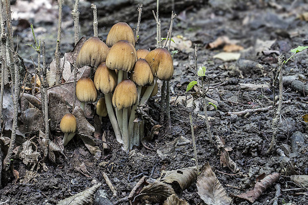 hnojník ligotavý Coprinellus micaceus (Bull.) Vilgalys, Hopple & Jacq. Johnson