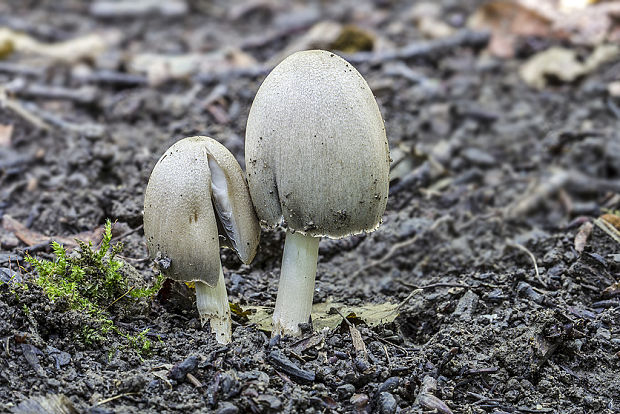 hnojník atramentový Coprinopsis atramentaria (Bull.) Redhead, Vilgalys & Moncalvo