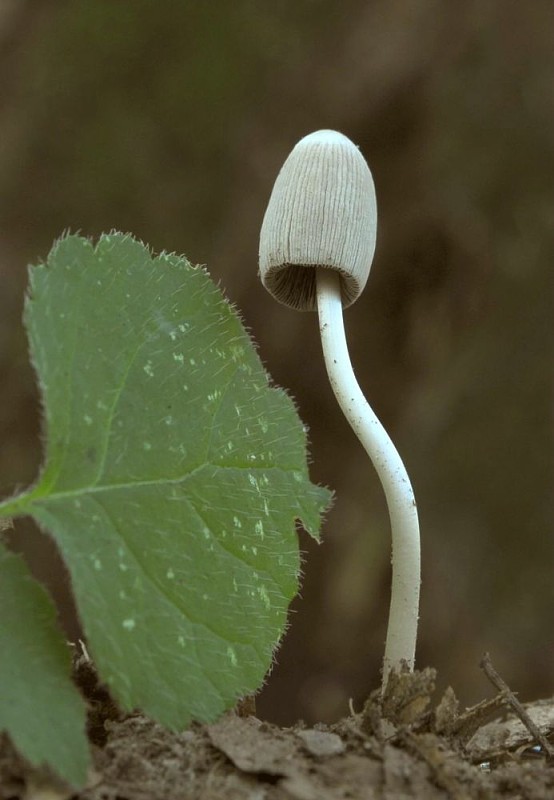 hnojník Coprinus sp.