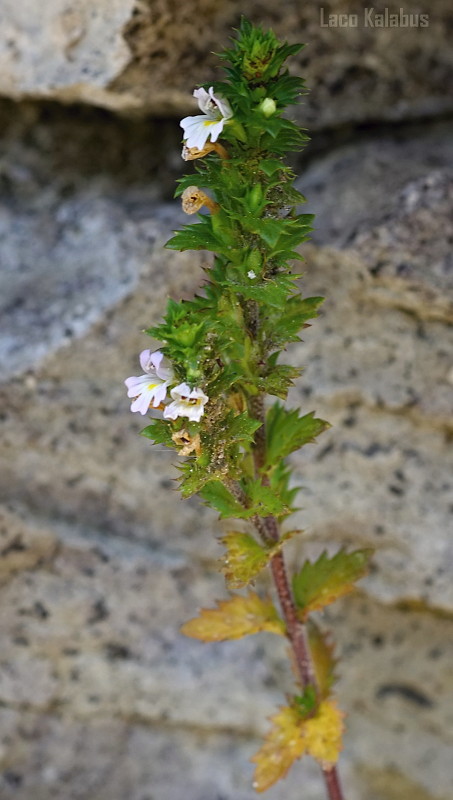 očianka rostkovova Euphrasia rostkoviana Hayne