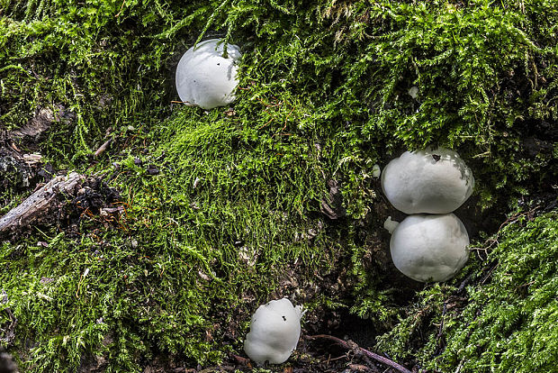 lesklokôrovka plochá Ganoderma applanatum (Pers.) Pat.