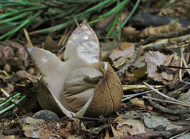 hviezdovka strapkatá Geastrum fimbriatum Fr.