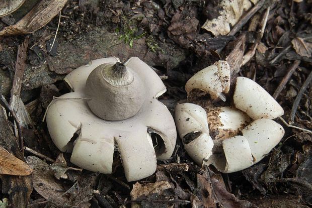 hviezdovka mechovitá Geastrum saccatum Fr.