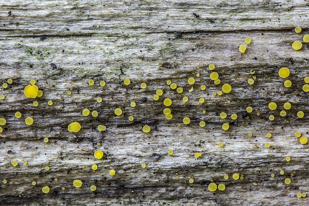 čiašočka? Hymenoscyphus sp.