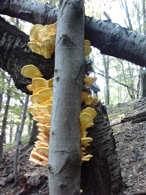 sírovec obyčajný Laetiporus sulphureus (Bull.) Murrill