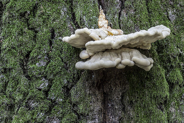 sírovec obyčajný Laetiporus sulphureus (Bull.) Murrill