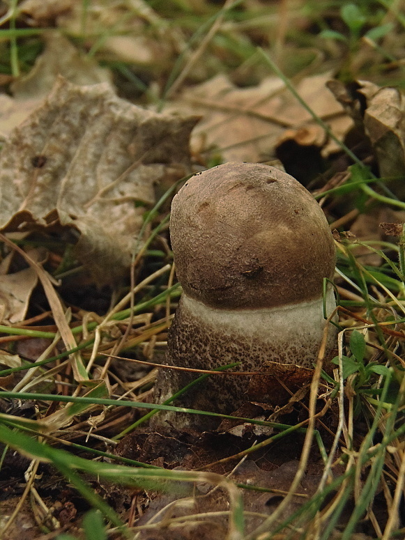 kozák topoľový Leccinum duriusculum (Schulzer ex Kalchbr.) Singer