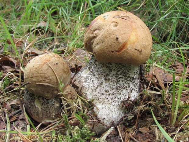 kozák žltooranžový Leccinum versipelle (Fr. & Hök) Snell