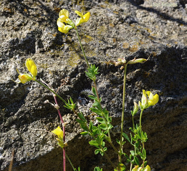 ľadenec rožkatý Lotus corniculatus L.