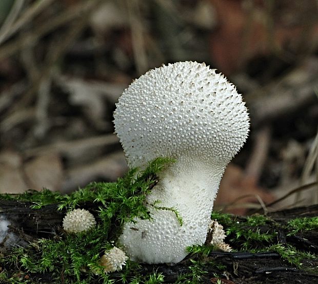 prášnica bradavičnatá-pýchavka obecná Lycoperdon perlatum Pers.