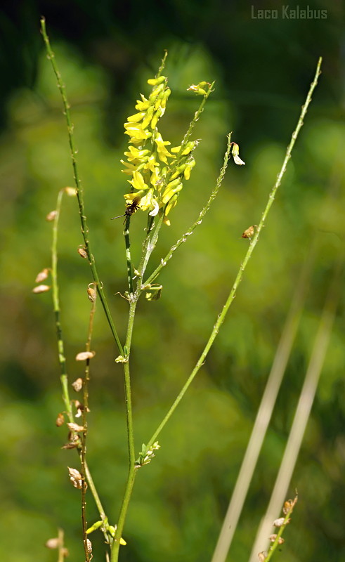 komonica lekárska Melilotus officinalis (L.) Pall.