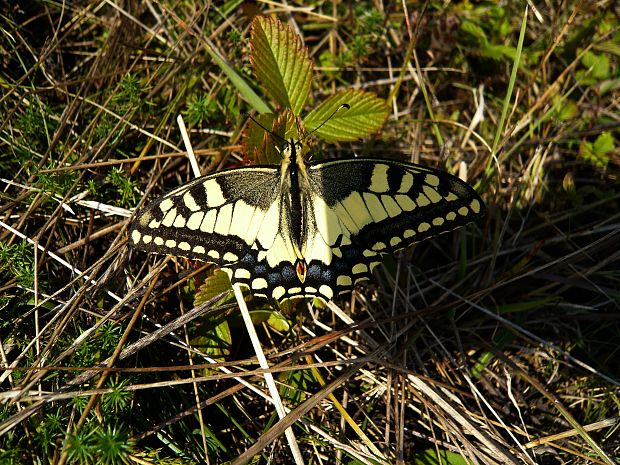 vidlochost feniklový Papilio machaon