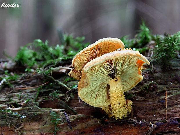 šupinovka ohnivá Pholiota flammans (Batsch) P. Kumm.