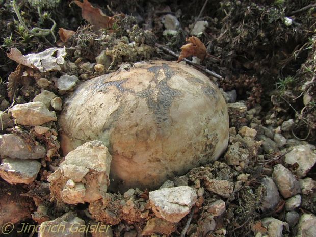 hráškovec obyčajný Pisolithus arhizus (Scop.) Rauschert