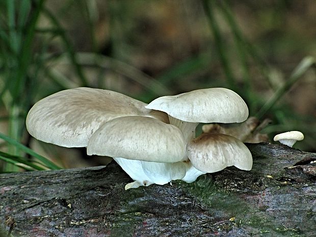 hliva buková Pleurotus pulmonarius (Fr.) Quél.