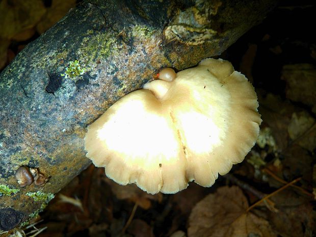 hliva Pleurotus sp.