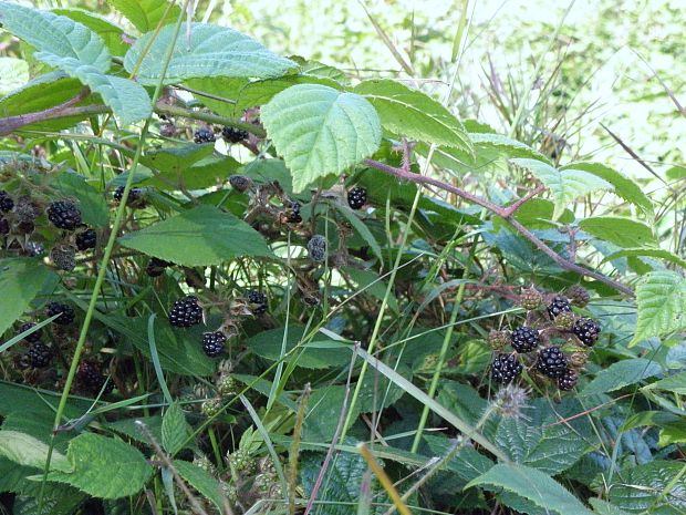 černice Rubus sp.